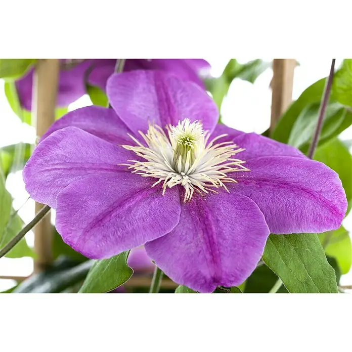 Piardino Waldrebe - Clematis Hybriden, Rosa - Stimmungsaufnahme