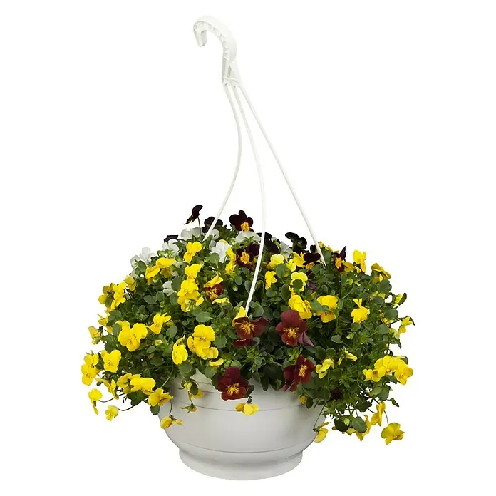 Piardino Hornveilchen Ampelpflanzung - Viola cornuta, Kombination aus drei verschiedenfarbigen Blüten, Topfgröße: 25 l, Sortenabhängig - Vorderansicht