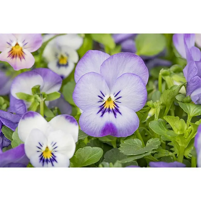 Piardino Hornveilchen Ampelpflanzung - Viola cornuta, Kombination aus drei verschiedenfarbigen Blüten, Topfgröße: 25 l, Sortenabhängig - Stimmungsaufnahme
