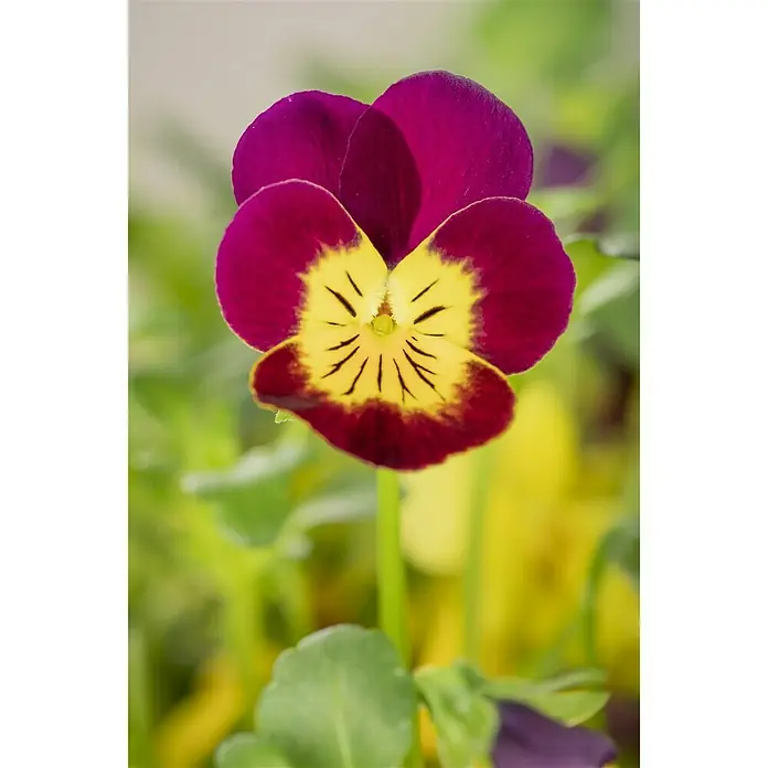 Piardino Hornveilchen Ampelpflanzung - Viola cornuta, Kombination aus drei verschiedenfarbigen Blüten, Topfgröße: 25 l, Sortenabhängig - Stimmungsaufnahme