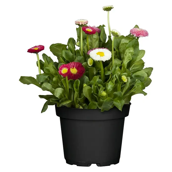 Piardino Gänseblümchen Trio - Bellis perennis - Vorderansicht