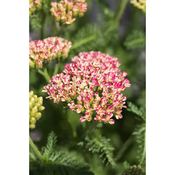 Piardino Achillea - Achillea millefolium, Tamaño de maceta: 13 cm - Foto ambiente