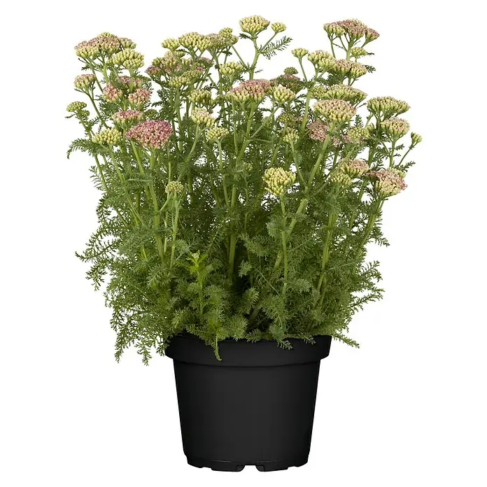 Piardino Achillea - Achillea millefolium, Tamaño de maceta: 13 cm - Vista frontal