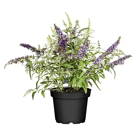 Piardino  Sommerflieder