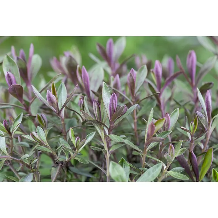 Piardino Strauchveronika - Hebe 'Green Globe', Topfgröße: 12 cm, Blau/Violett - Stimmungsaufnahme