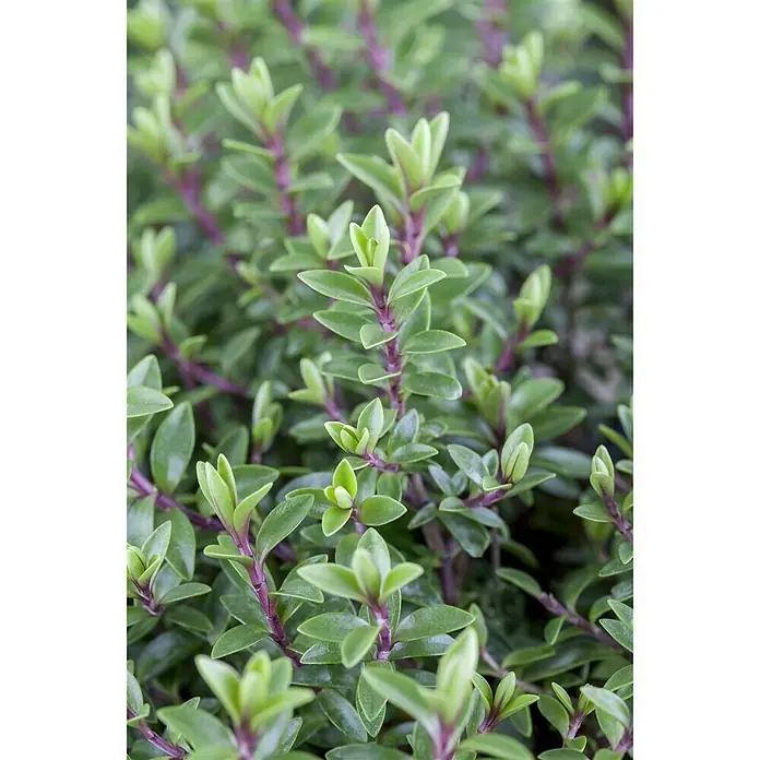 Piardino Strauchveronika - Hebe 'Green Globe', Topfgröße: 12 cm, Blau/Violett - Stimmungsaufnahme