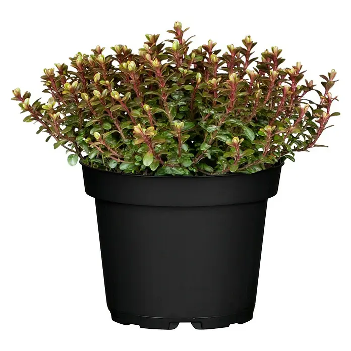 Piardino Strauchveronika - Hebe 'Green Globe', Topfgröße: 12 cm, Blau/Violett - Vorderansicht