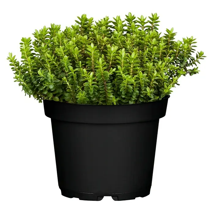 Piardino Strauchveronika - Hebe 'Green Globe', Topfgröße: 12 cm, Blau/Violett - Vorderansicht