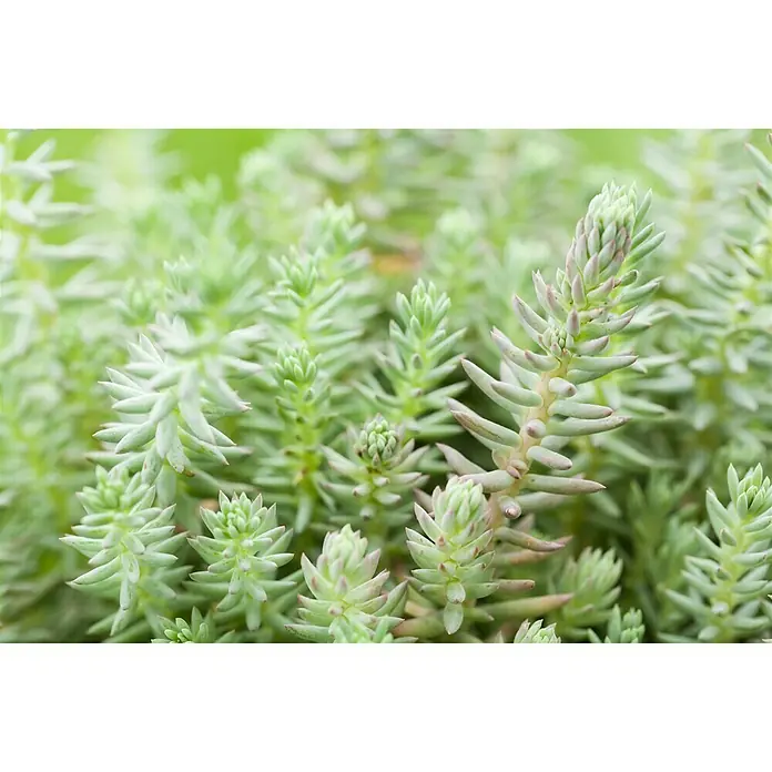 Piardino Mauerpfeffer - Sedum 'Lemon Ball', Topfgröße: 13 cm - Stimmungsaufnahme
