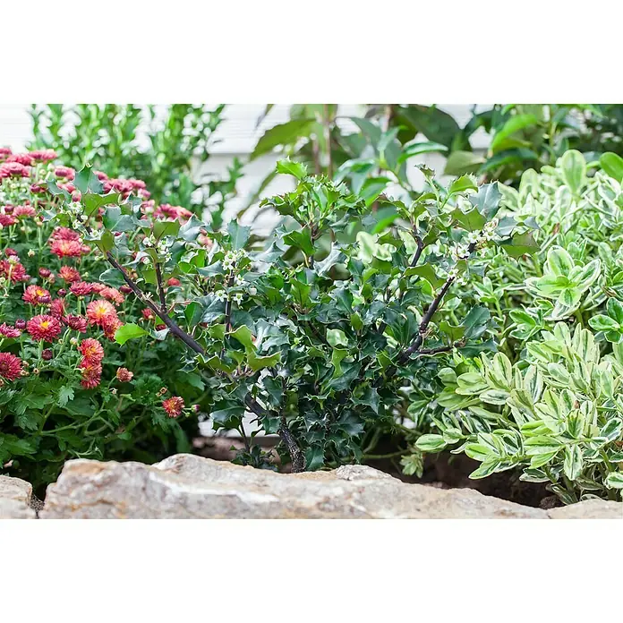Piardino Acebo - Ilex meserveae 'Blue Princess', Blanco - Foto ambiente