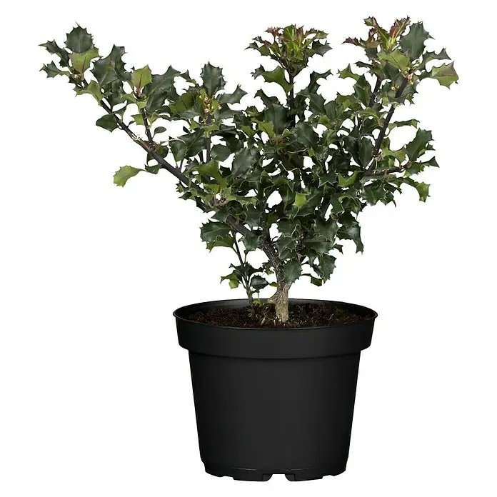 Piardino Acebo - Ilex meserveae 'Blue Princess', Blanco - Vista frontal