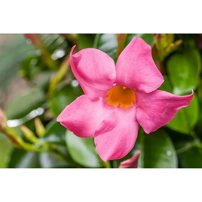 Piardino Mandevilla - Dipladenia, Tamaño de maceta: 9 cm, En función de la variedad - Foto ambiente