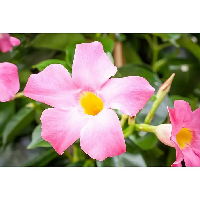 Piardino Mandevilla - Dipladenia Sundaville, Tamaño de maceta: 17 cm, En función de la variedad - Foto ambiente