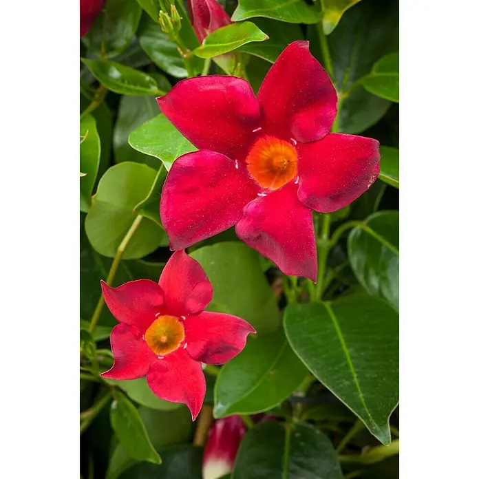 Piardino Mandevilla - Dipladenia Sundaville, Tamaño de maceta: 20 cm, En función de la variedad - Foto ambiente