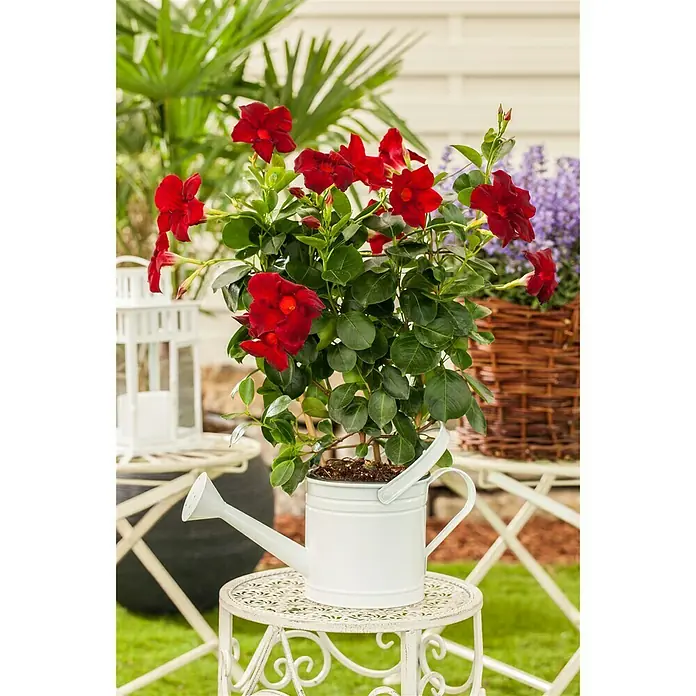 Piardino Mandevilla - Dipladenia Sundaville, En función de la variedad - Foto ambiente