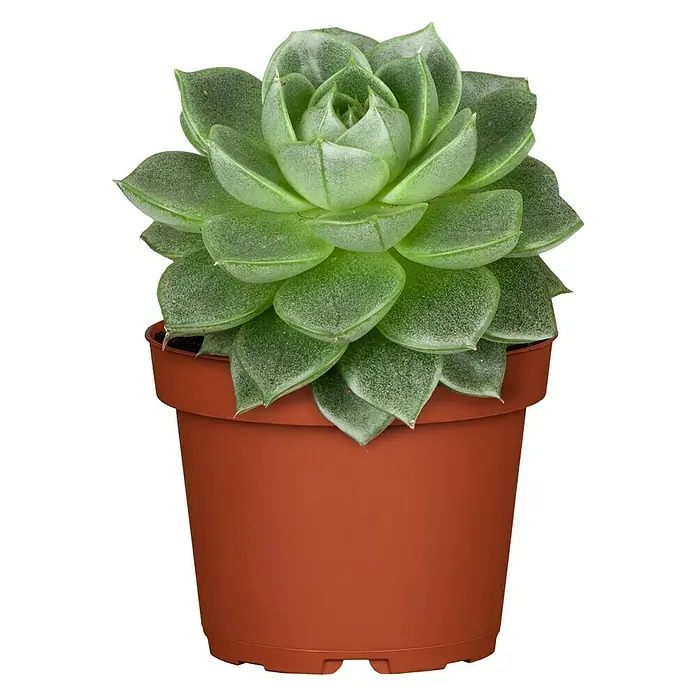Piardino Echeverie - Echeveria, Topfgröße: 6 cm, Mittelgrün/Grau-Grün - Vorderansicht