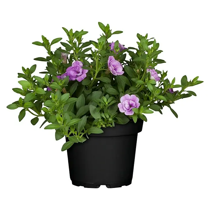 Zauberglöckchen - Calibrachoa 'Kiss Kiss', Topfgröße: 12 cm, Bunt - Vorderansicht