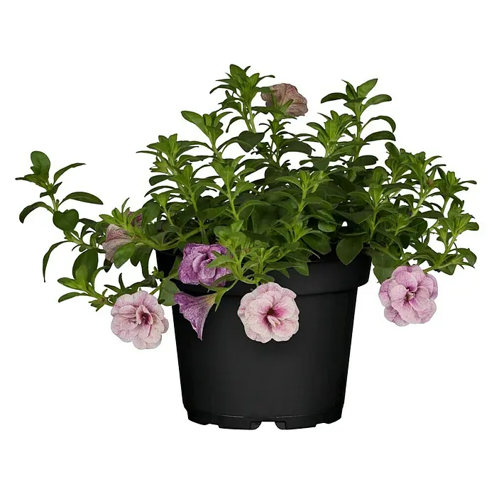 Zauberglöckchen - Calibrachoa 'Kiss Kiss', Topfgröße: 12 cm, Bunt - Vorderansicht