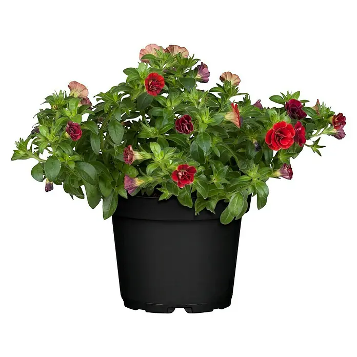Zauberglöckchen - Calibrachoa 'Kiss Kiss', Topfgröße: 12 cm, Bunt - Vorderansicht