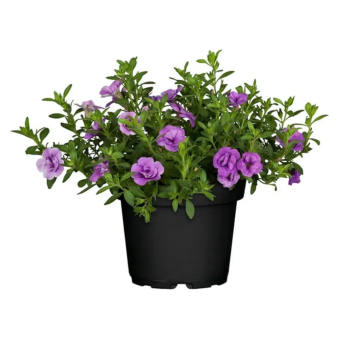 Zauberglöckchen - Calibrachoa 'Kiss Kiss', Topfgröße: 12 cm, Bunt - Vorderansicht