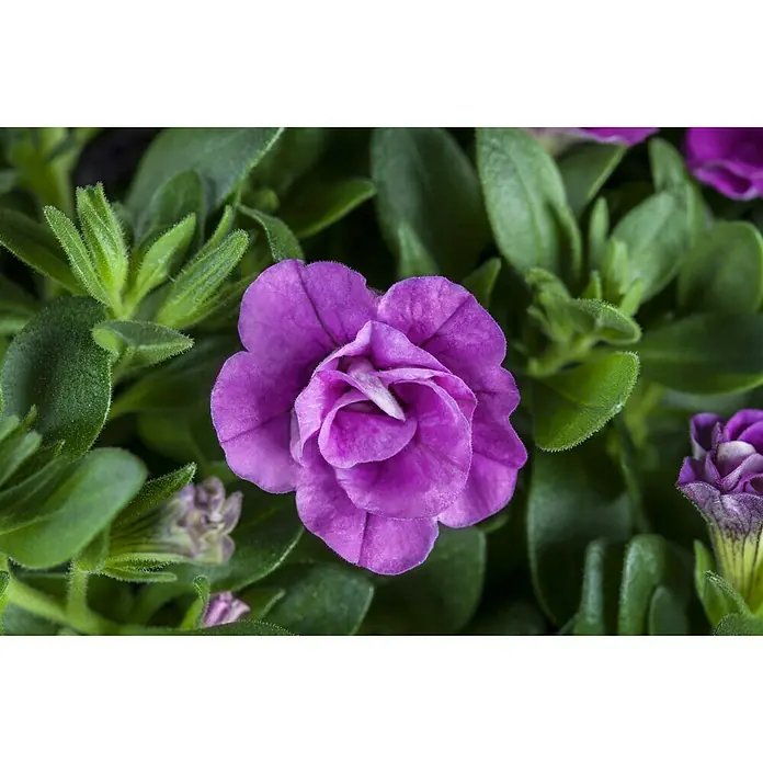 Piardino Zauberglöckchen - Calibrachoa gefüllt, Topfgröße: 13 cm, Blütenfarbe: Bunt - Stimmungsaufnahme