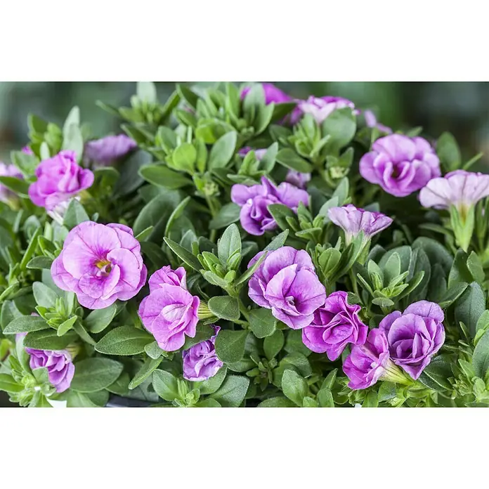 Zauberglöckchen - Calibrachoa 'Kiss Kiss', Topfgröße: 12 cm, Bunt - Stimmungsaufnahme
