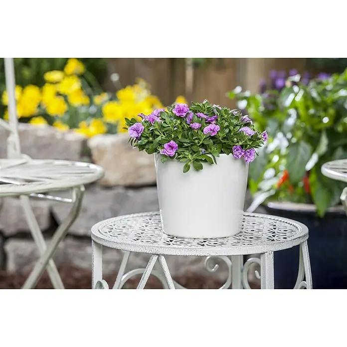Zauberglöckchen - Calibrachoa 'Kiss Kiss', Topfgröße: 12 cm, Bunt - Stimmungsaufnahme
