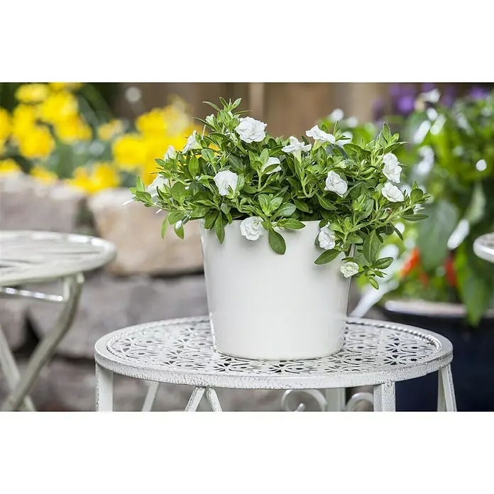 Zauberglöckchen - Calibrachoa 'Kiss Kiss', Topfgröße: 12 cm, Bunt - Stimmungsaufnahme