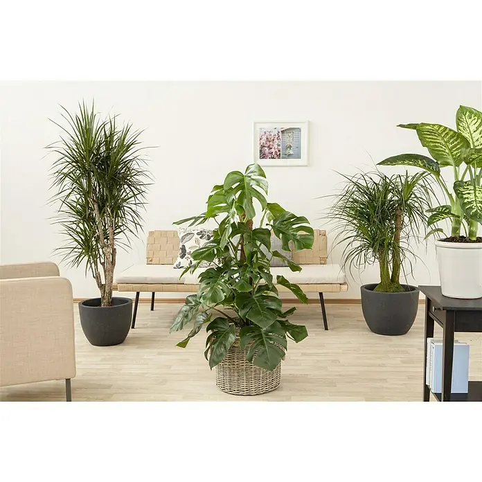 Piardino Fensterblatt - Monstera deliciosa, Topfgröße: 24 cm - Stimmungsaufnahme