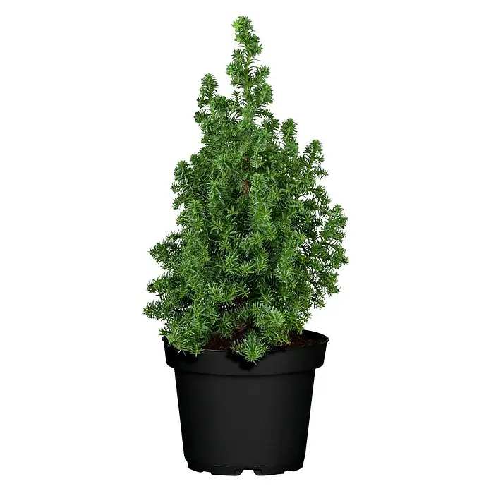 Piardino Weiße Scheinzypresse - Chamaecyparis thyoides 'Excellent Point'®, Topfgröße: 13 cm - Vorderansicht