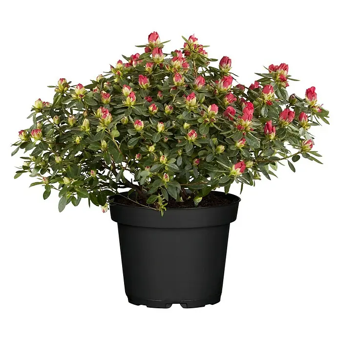 Piardino Zimmerazalee - Rhododendron simsii Long Life, Topfgröße: 13 cm, Rot - Vorderansicht