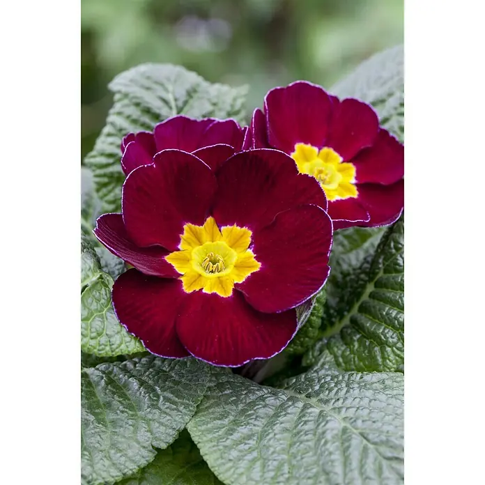 Piardino Primel - Primula acaulis, Topfgröße: 13 cm, Sortenabhängig - Stimmungsaufnahme