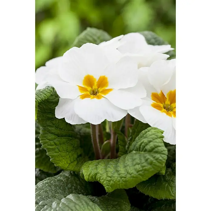 Piardino Primel - Primula acaulis, Topfgröße: 13 cm, Sortenabhängig - Stimmungsaufnahme