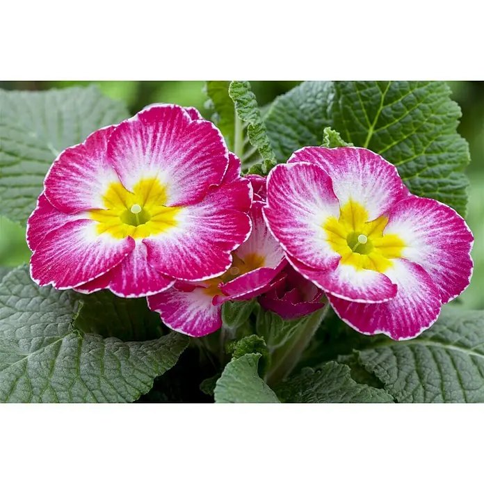Piardino Primel - Primula acaulis, Topfgröße: 13 cm, Sortenabhängig - Stimmungsaufnahme