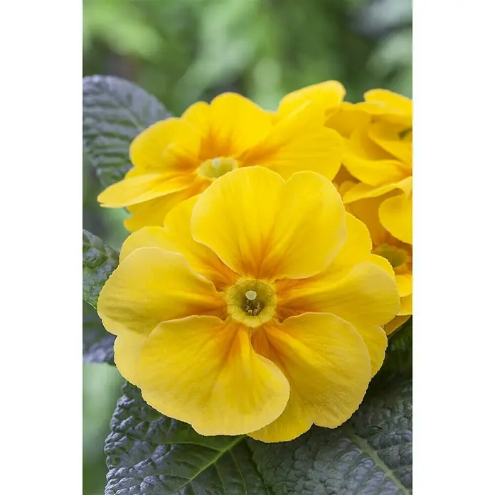 Piardino Primel - Primula acaulis, Topfgröße: 13 cm, Sortenabhängig - Stimmungsaufnahme