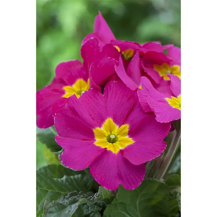 Piardino Primel - Primula acaulis, Topfgröße: 13 cm, Sortenabhängig - Stimmungsaufnahme
