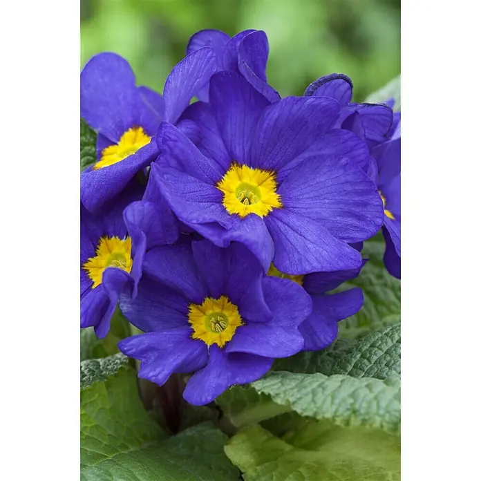 Piardino Primel - Primula acaulis, Topfgröße: 13 cm, Sortenabhängig - Stimmungsaufnahme