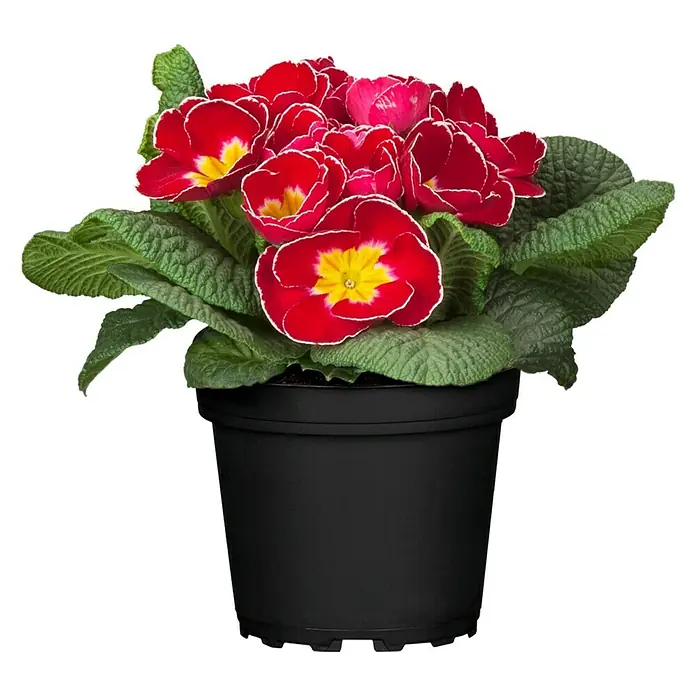 Piardino Primel - Primula acaulis, Topfgröße: 13 cm, Sortenabhängig - Vorderansicht