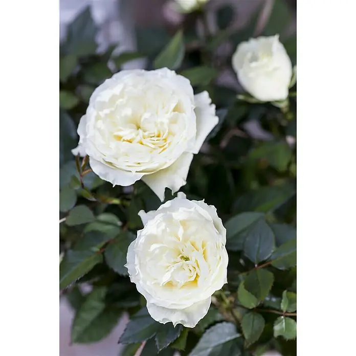 Piardino Rosa híbrida - Rosa Hybr., Blanco - Foto ambiente