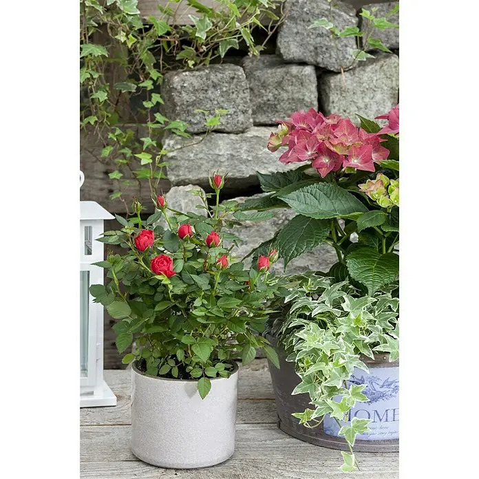 Piardino Rosa híbrida - Rosa Hybr., Blanco - Foto ambiente