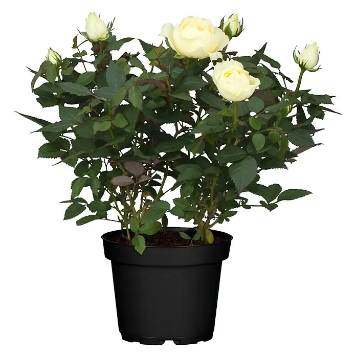 Piardino Rosa híbrida - Rosa Hybr., Blanco - Vista frontal