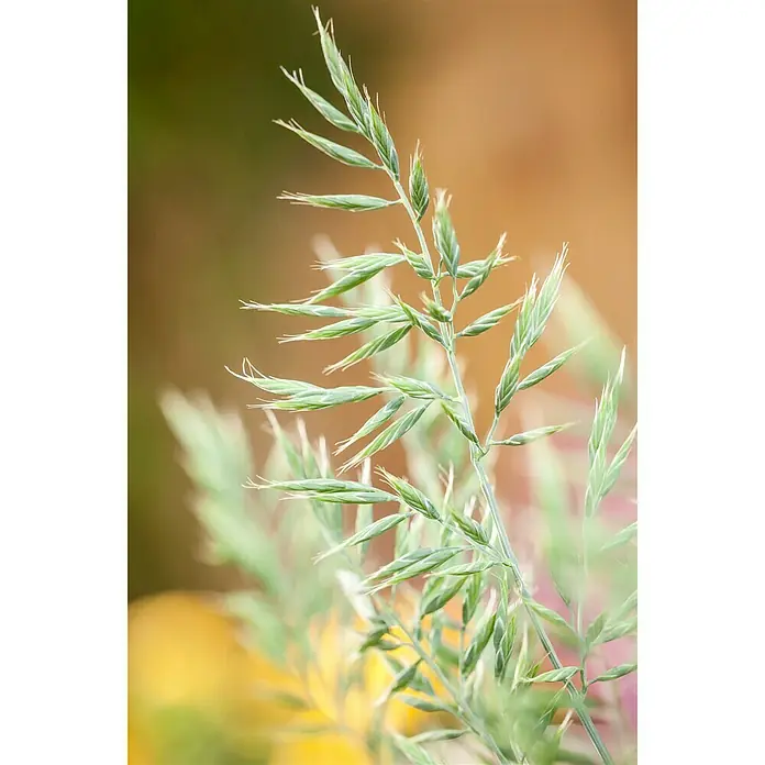 Piardino Blauschwingel - Festuca glauca 'Intense Blue', Topfgröße: 23 cm - Stimmungsaufnahme