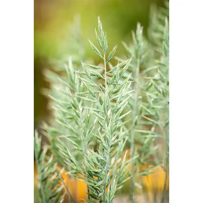 Piardino Blauschwingel - Festuca glauca 'Intense Blue', Topfgröße: 23 cm - Stimmungsaufnahme
