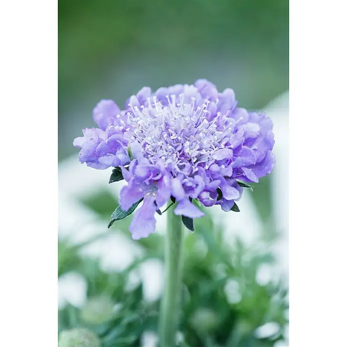Piardino Staude Scabiose - Scabiosa caucasica, Topfgröße: 13 cm, Violettblau - Stimmungsaufnahme