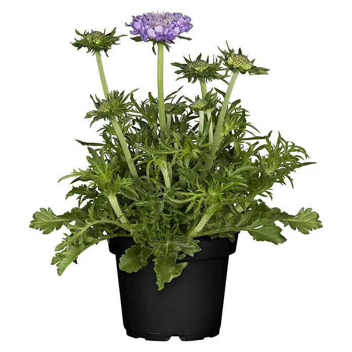 Piardino Staude Scabiose - Scabiosa caucasica, Topfgröße: 13 cm, Violettblau - Vorderansicht