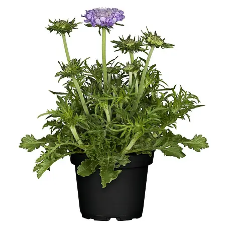 Piardino  Staude Scabiose