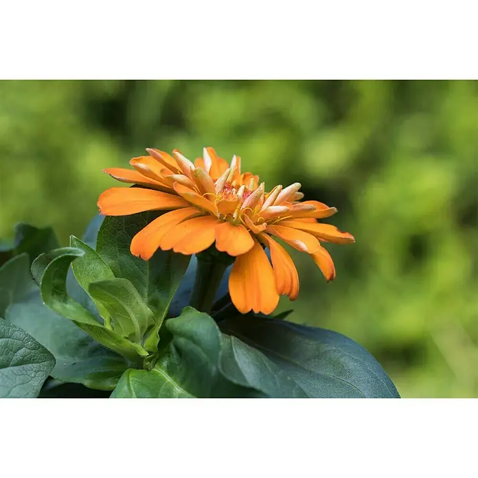 Piardino Zinnia - Zinnia profussion, Tamaño de maceta: 13 cm, En función de la variedad - Foto ambiente