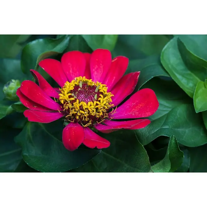 Piardino Zinnia - Zinnia profussion, Tamaño de maceta: 13 cm, En función de la variedad - Foto ambiente