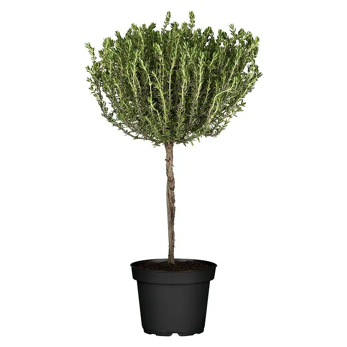 Piardino Echter Thymian Stämmchen - Thymus vulgaris, Topfgröße: 25 cm - Vorderansicht