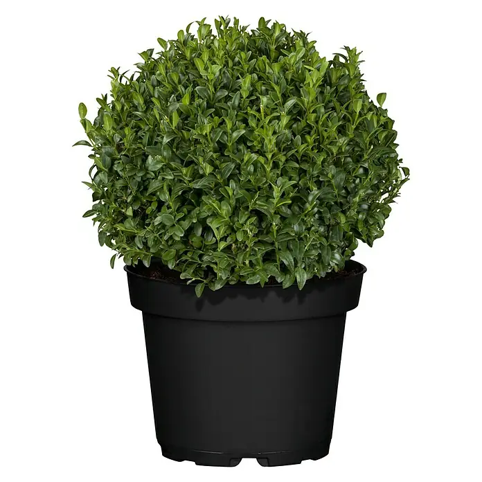 Boj común - Buxus sempervirens, Tamaño de maceta: 23 cm - Vista frontal